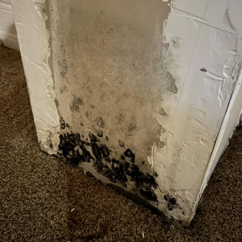 Professional Mold Removal in Hominy, OK